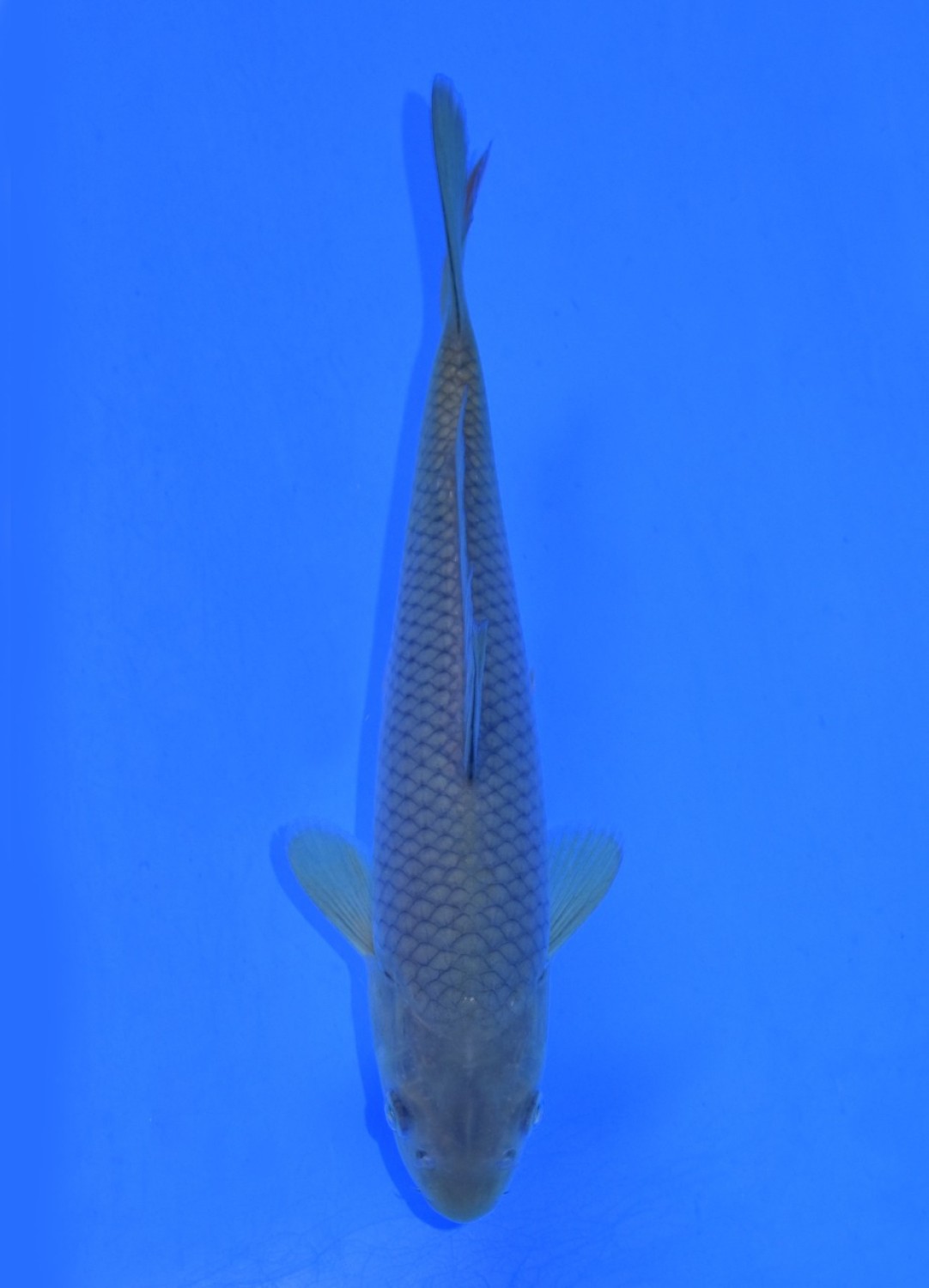 Juara 1