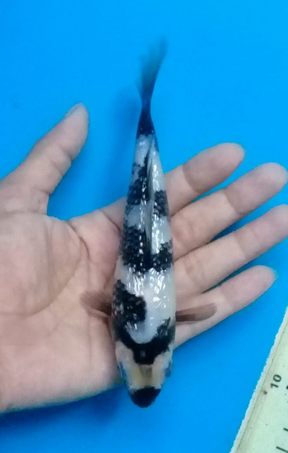 Juara 5