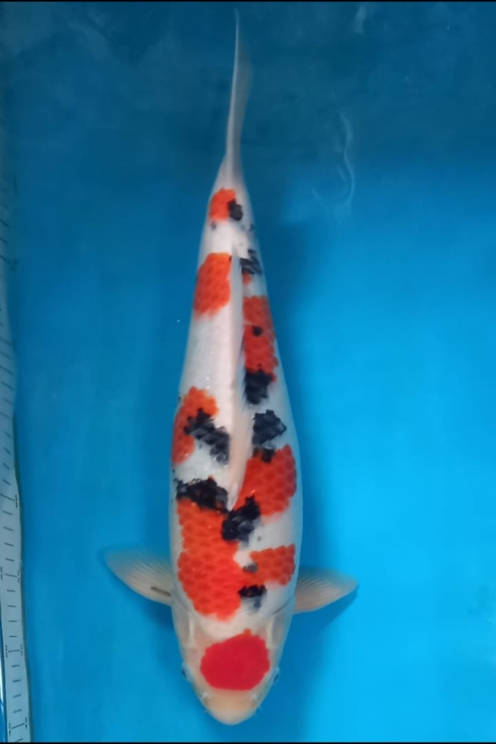Juara 1