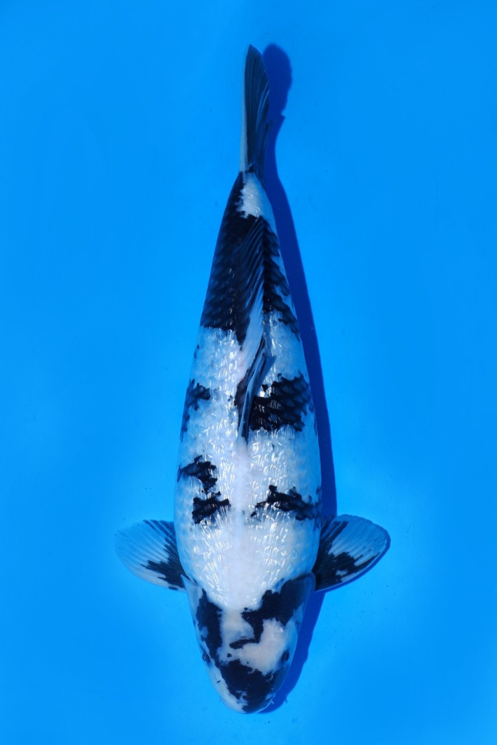 Juara 1