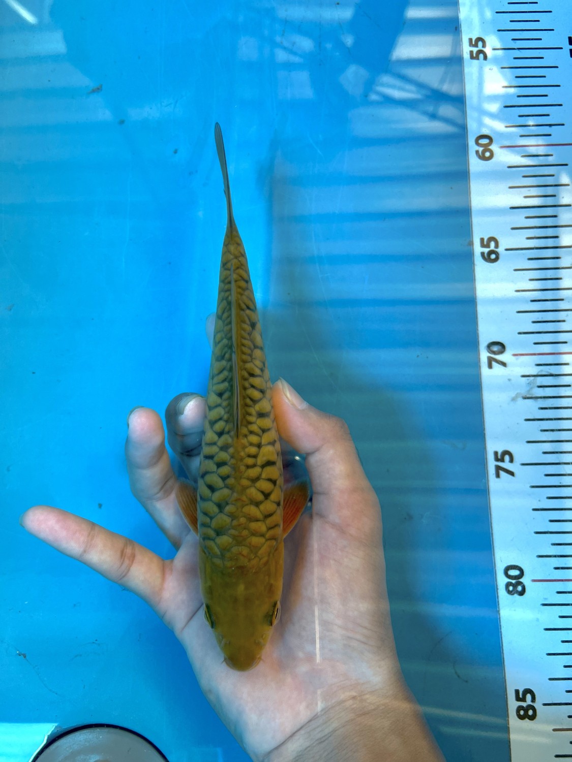 Juara 4