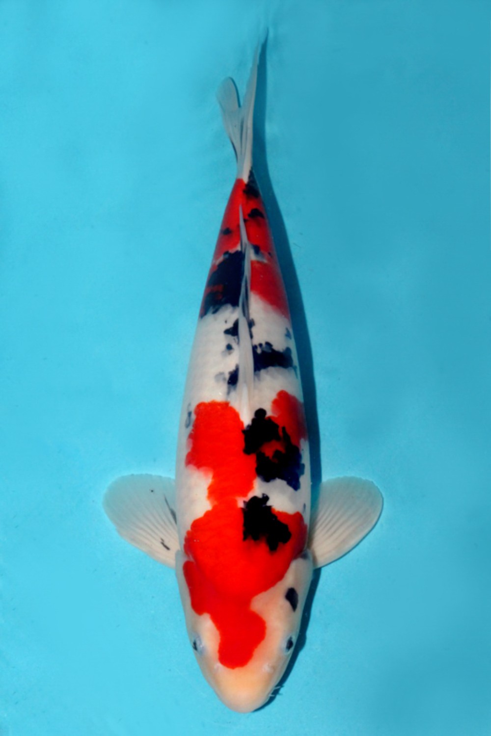 Juara 1