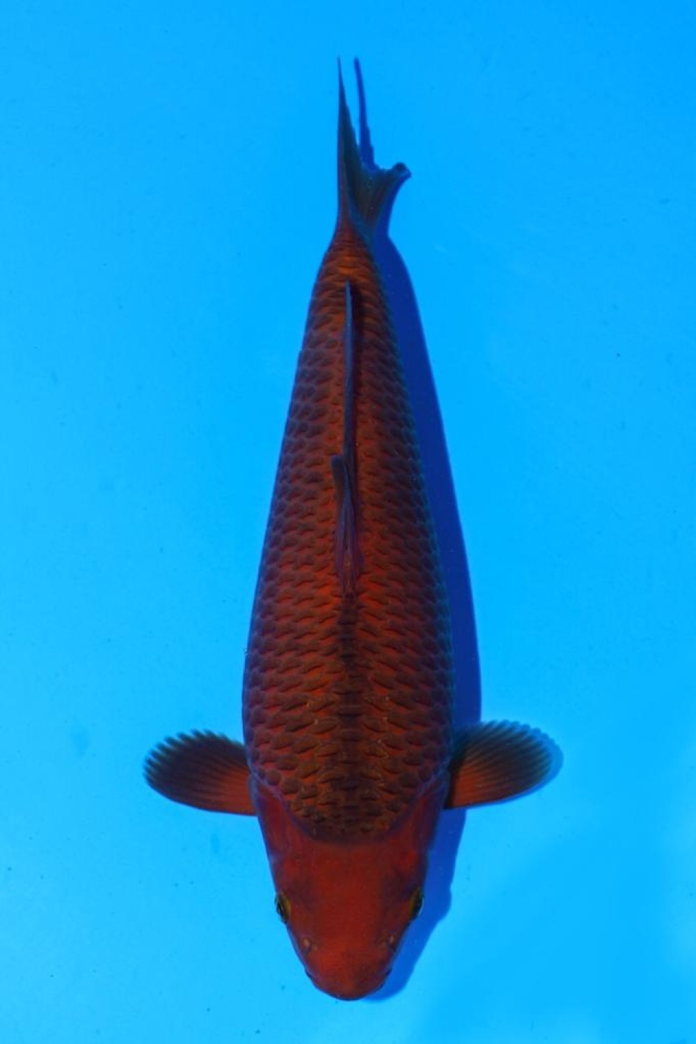 Juara 1