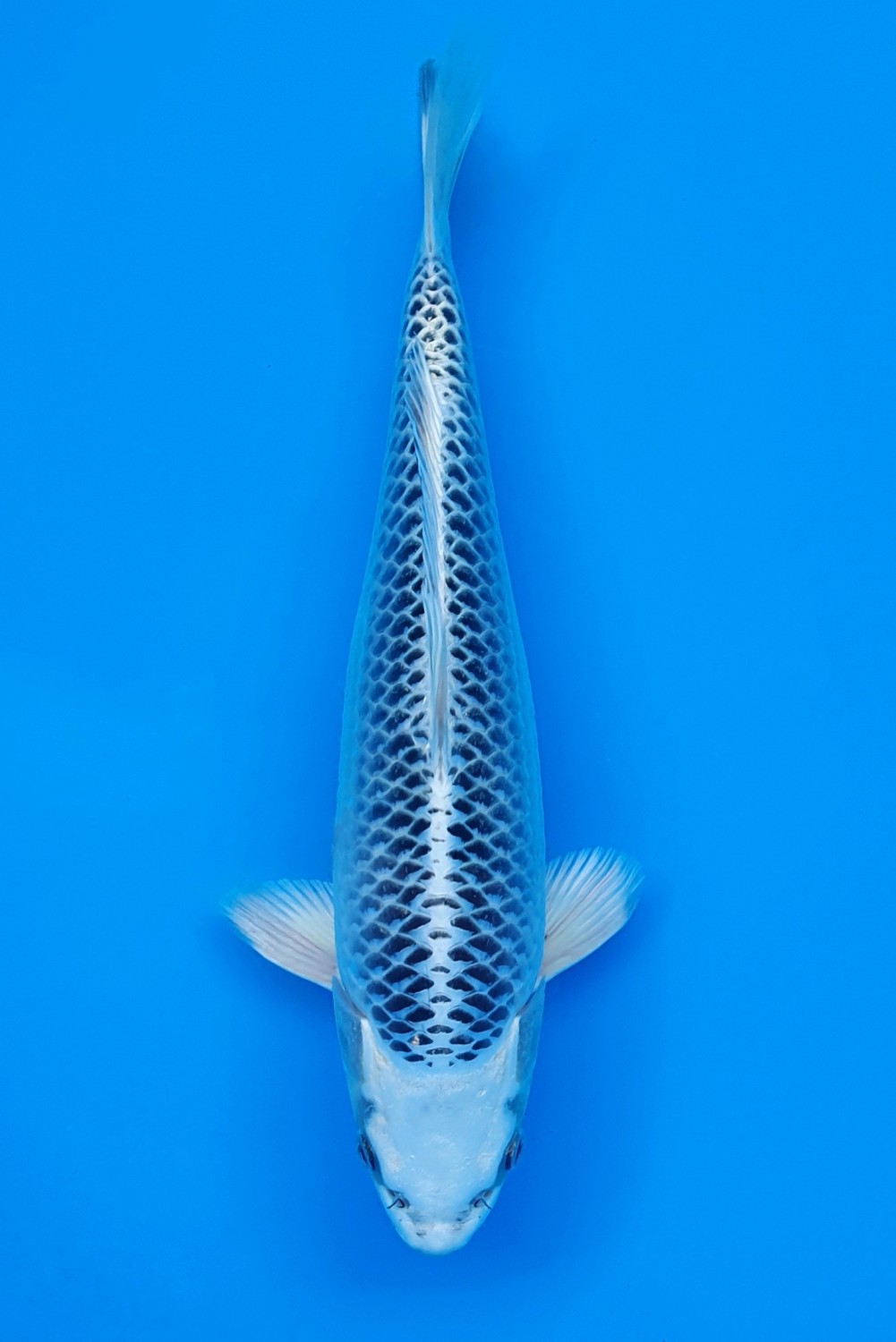 Juara 3