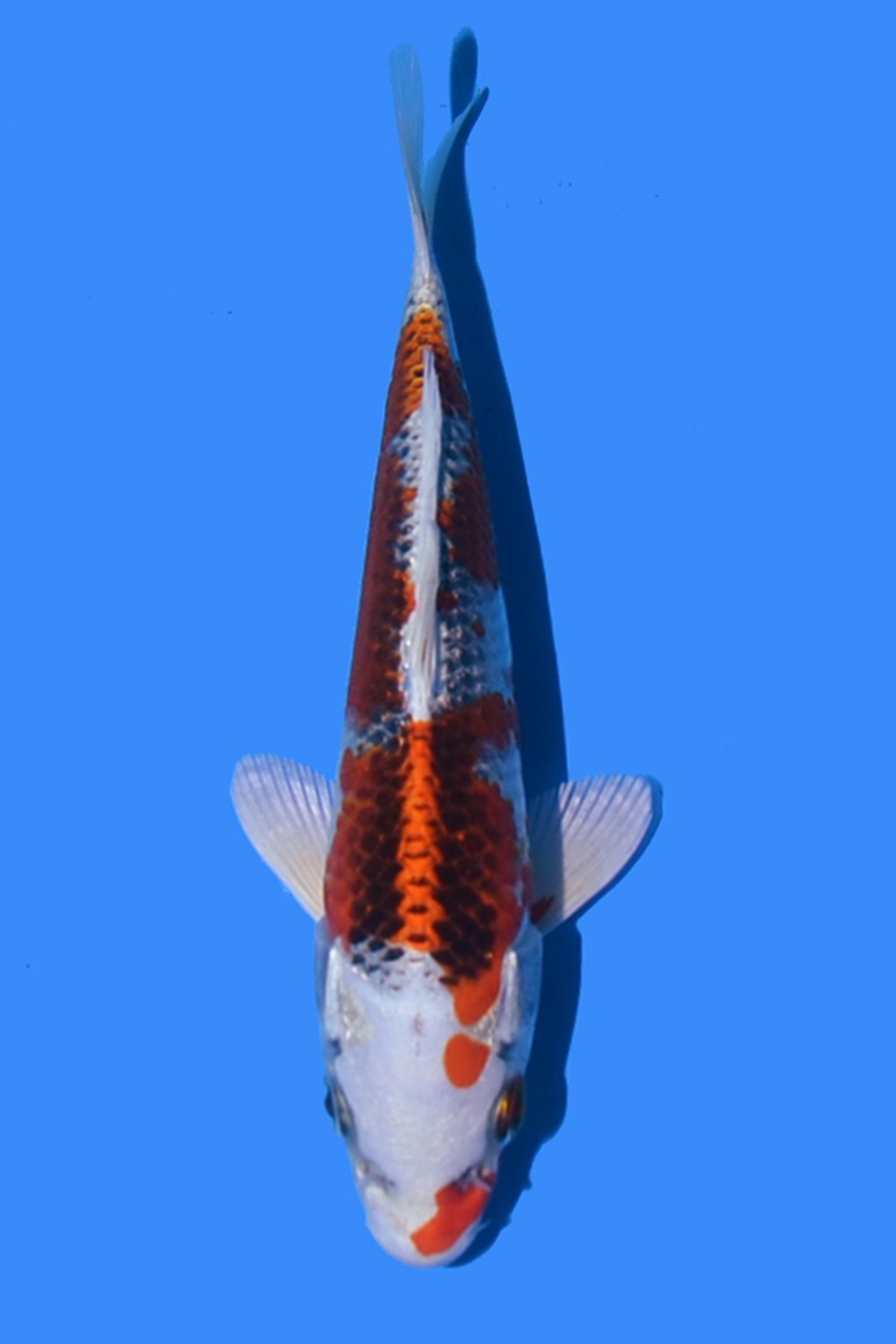 Juara 1