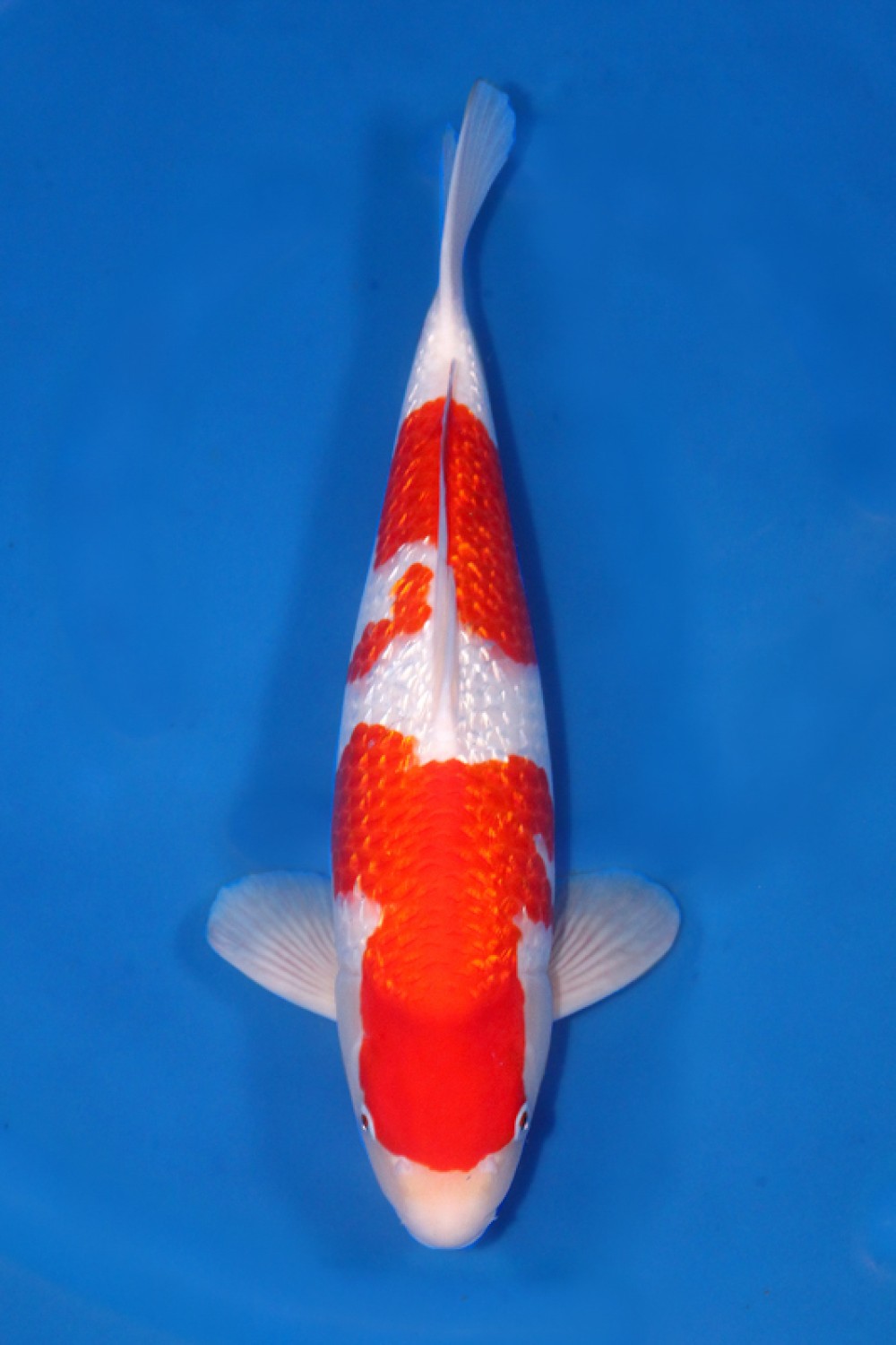 Juara 4