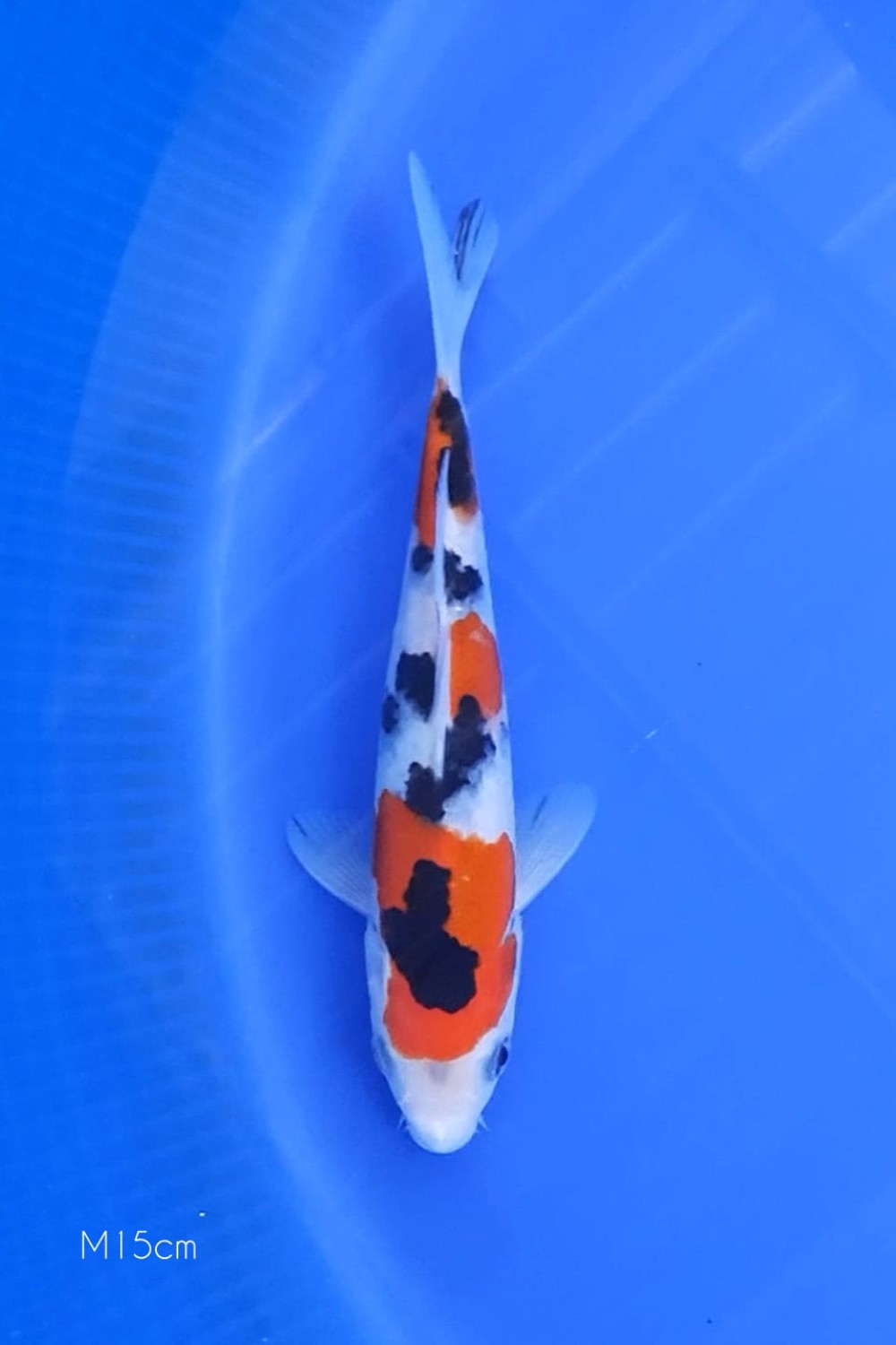 Juara 5