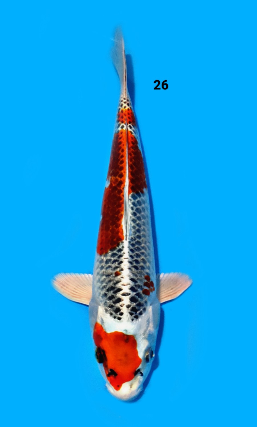 Juara 4