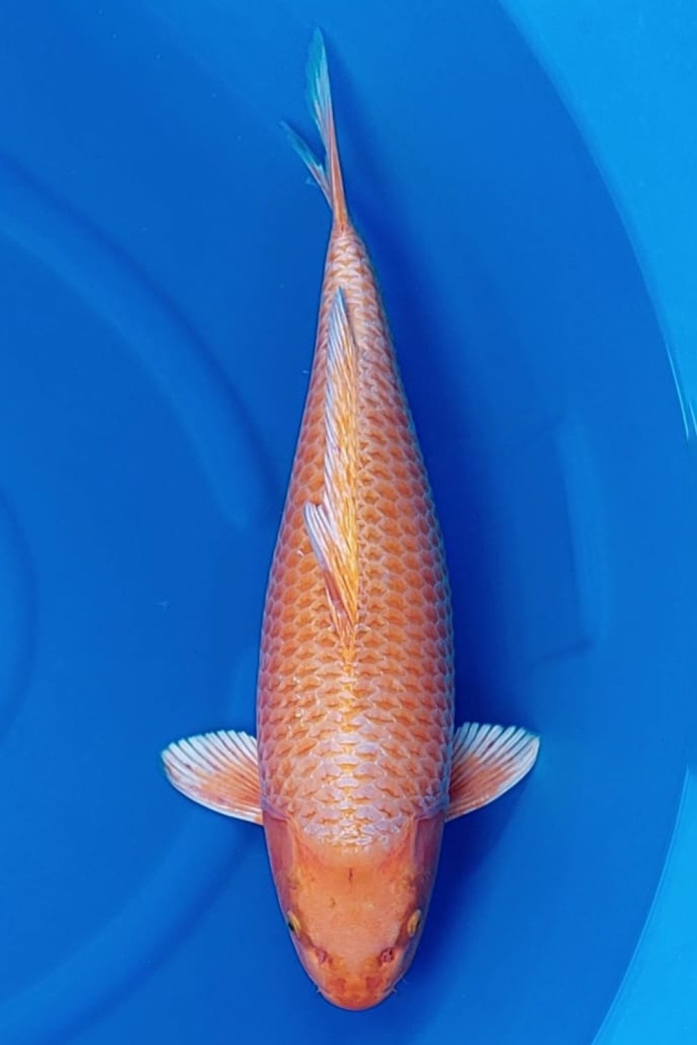 Juara 3