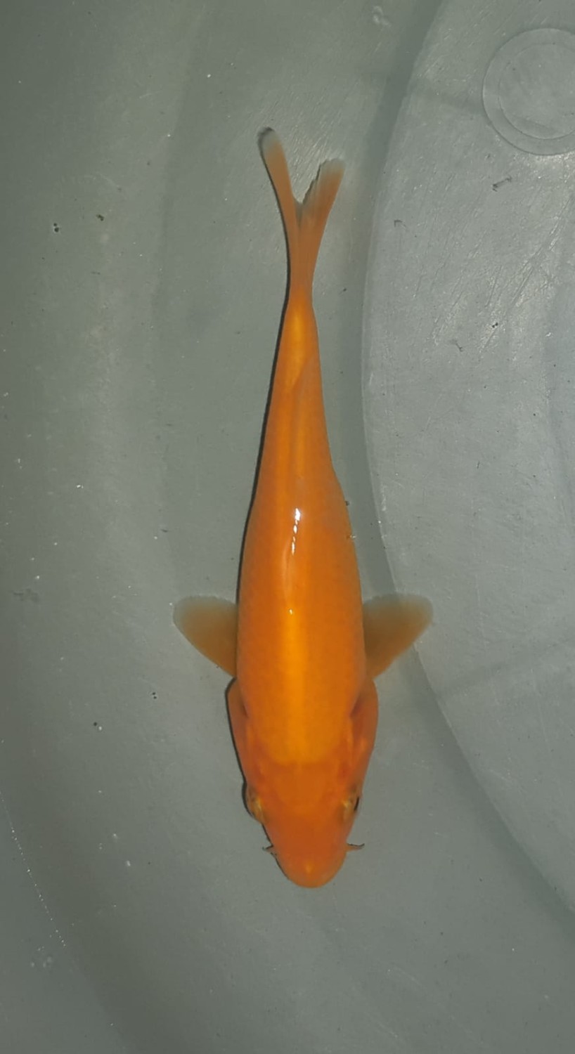 Juara 5