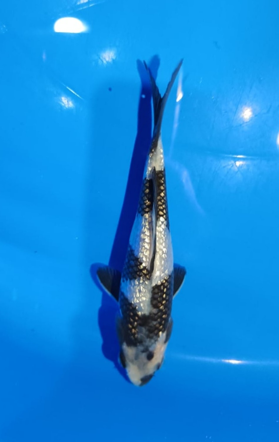 Juara 1