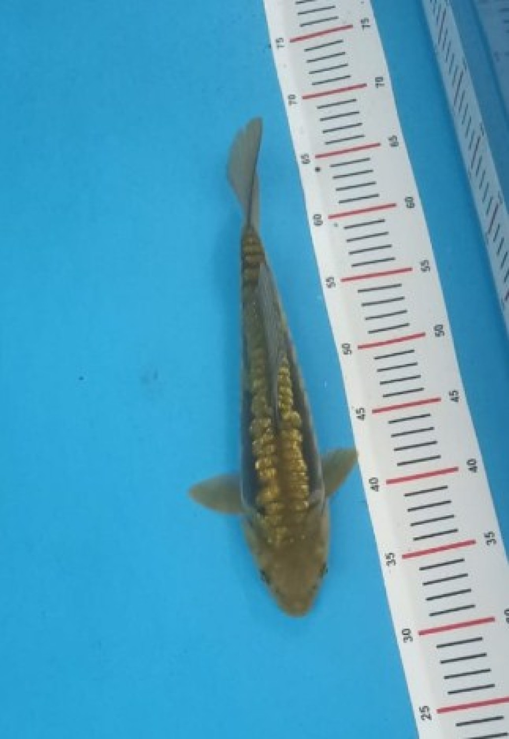Best In Size F 31 - 33 cm