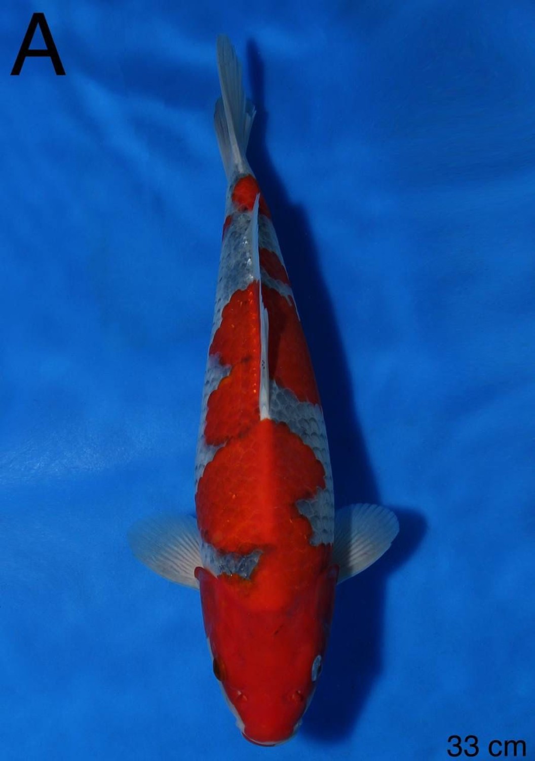 Juara 1