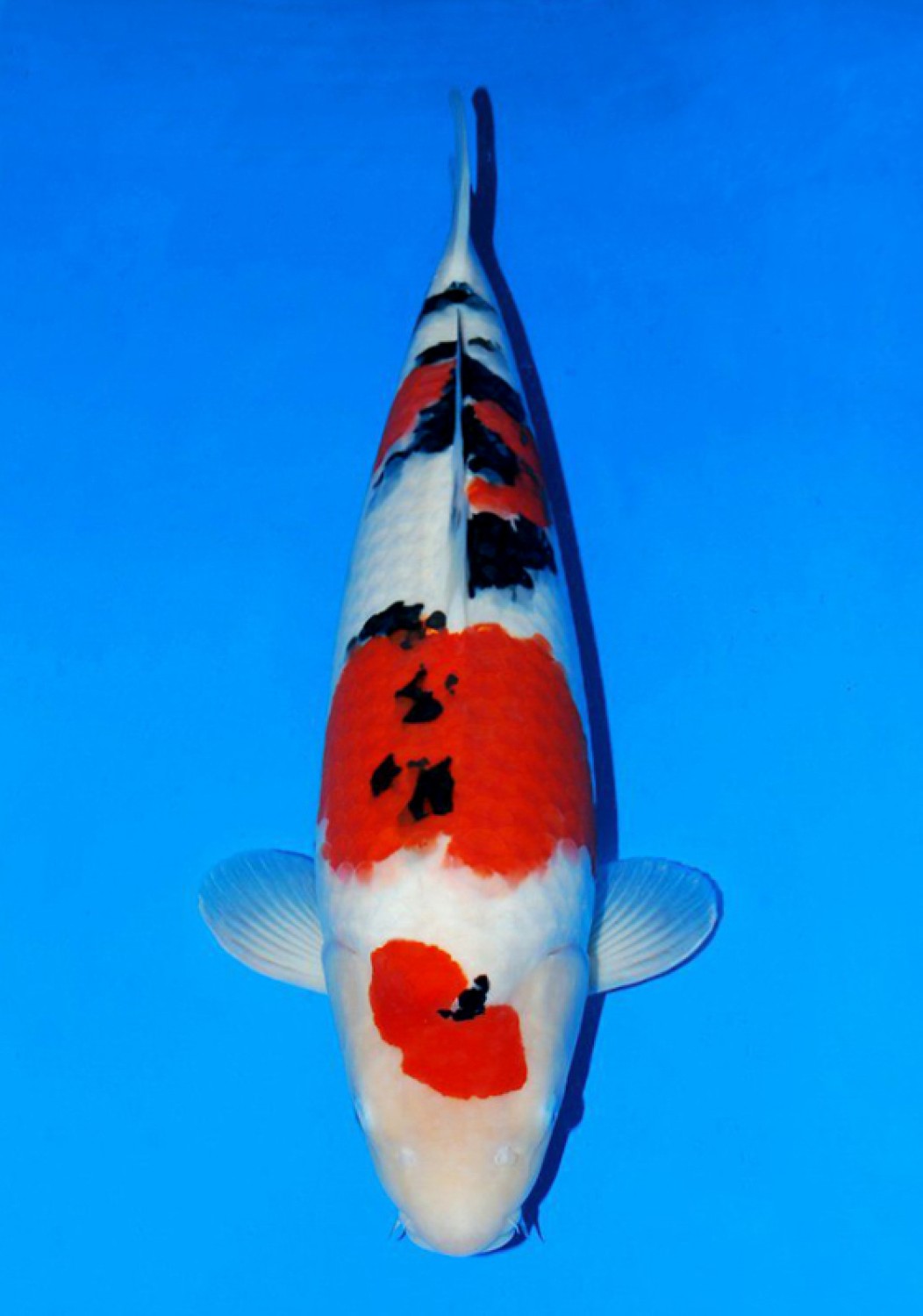 Juara 1