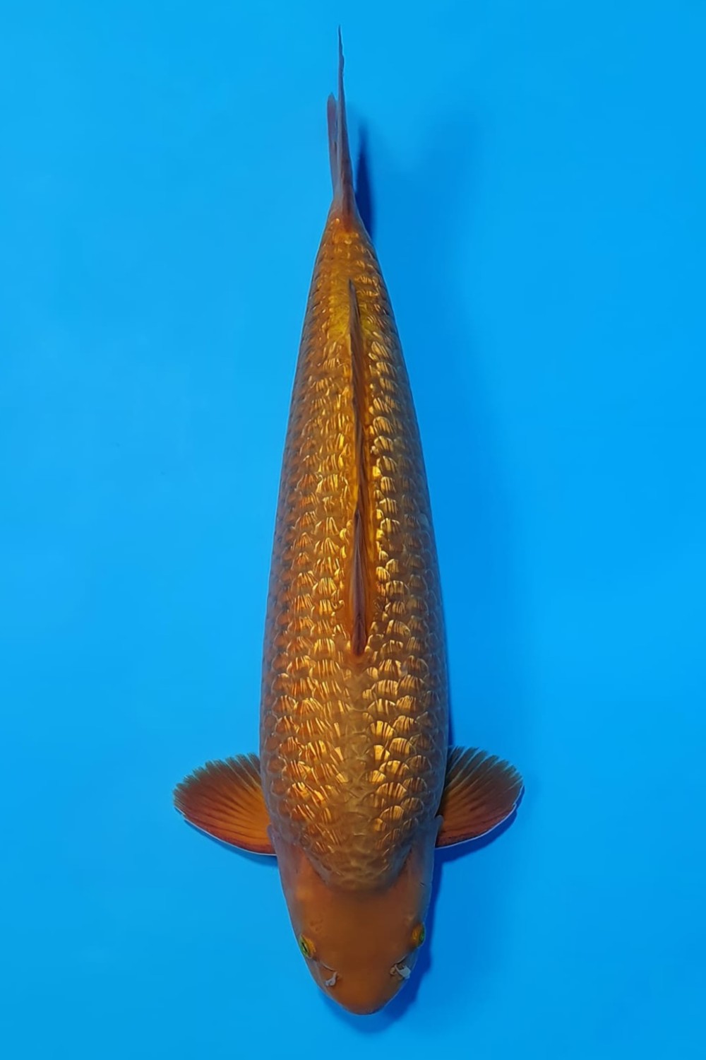Juara 1