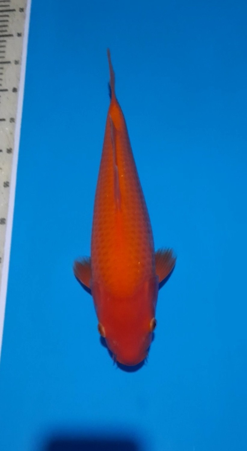Juara 1