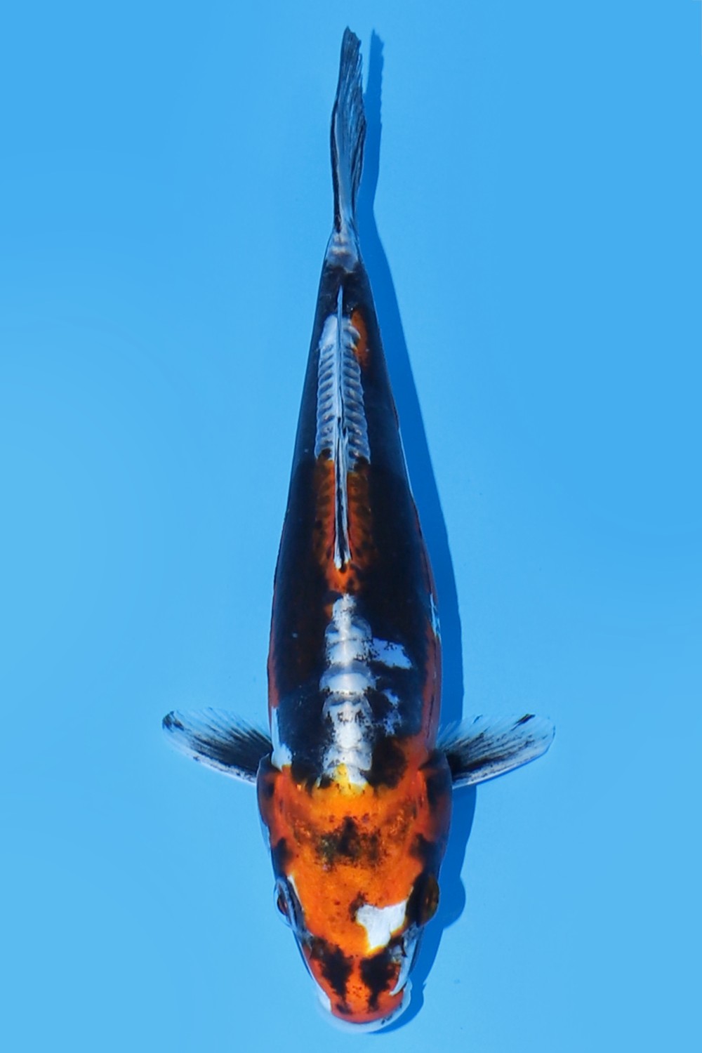 Juara 2