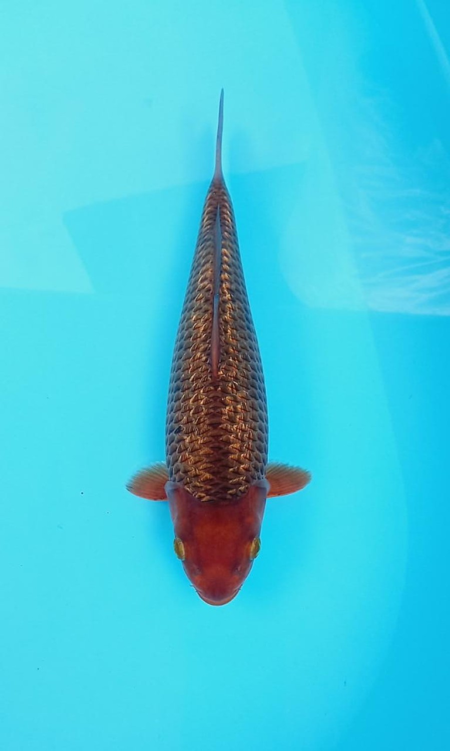 Best In Size E 25 - 27 cm
