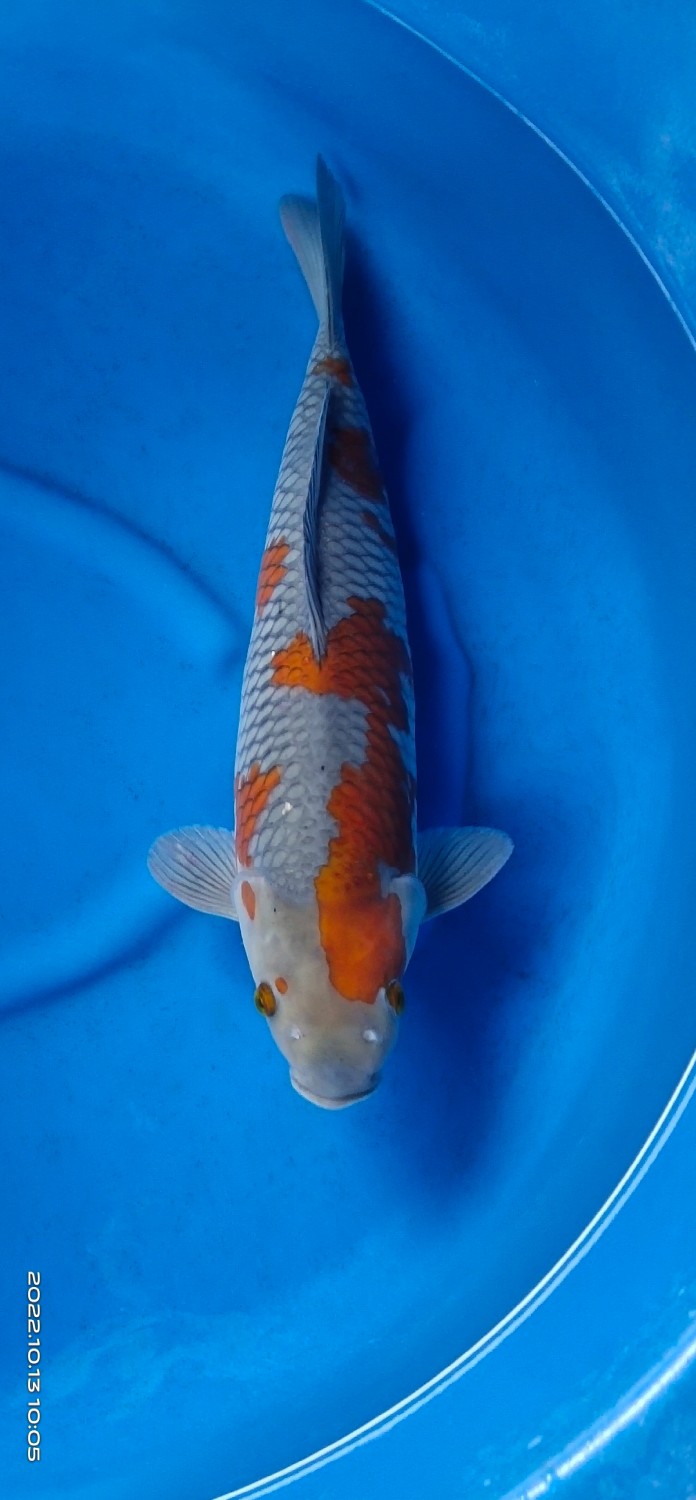 Juara 2