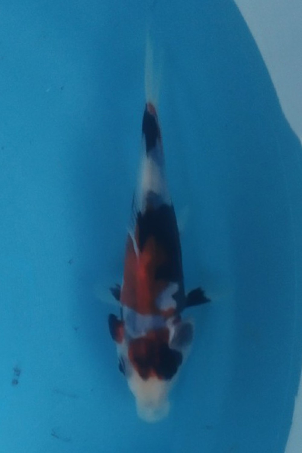 Juara 1