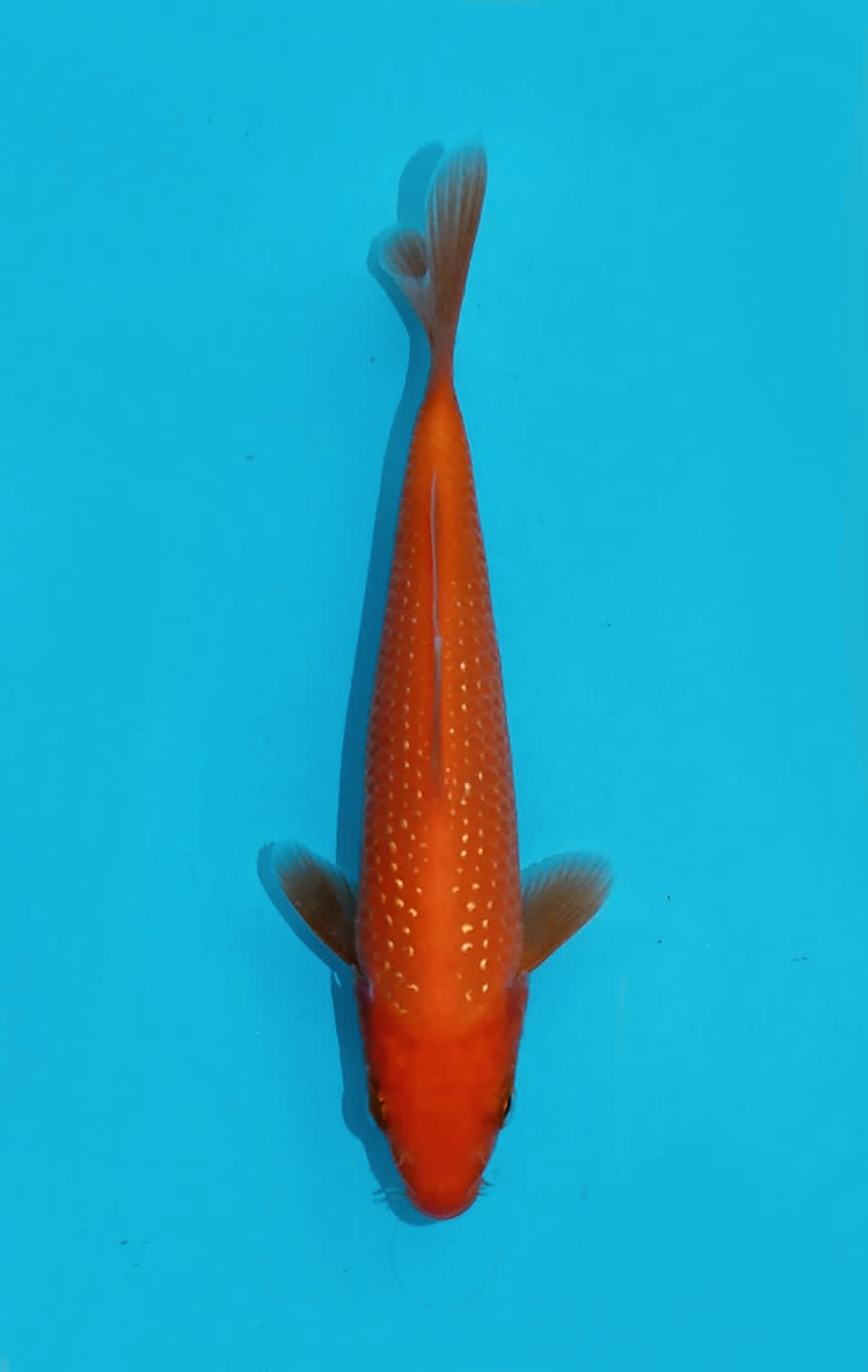 Juara 2