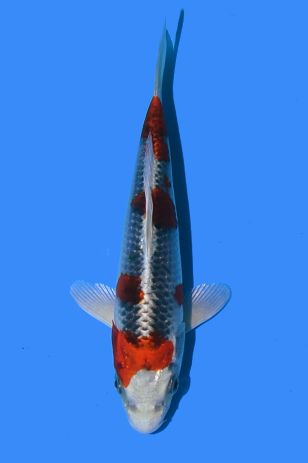 Juara 4