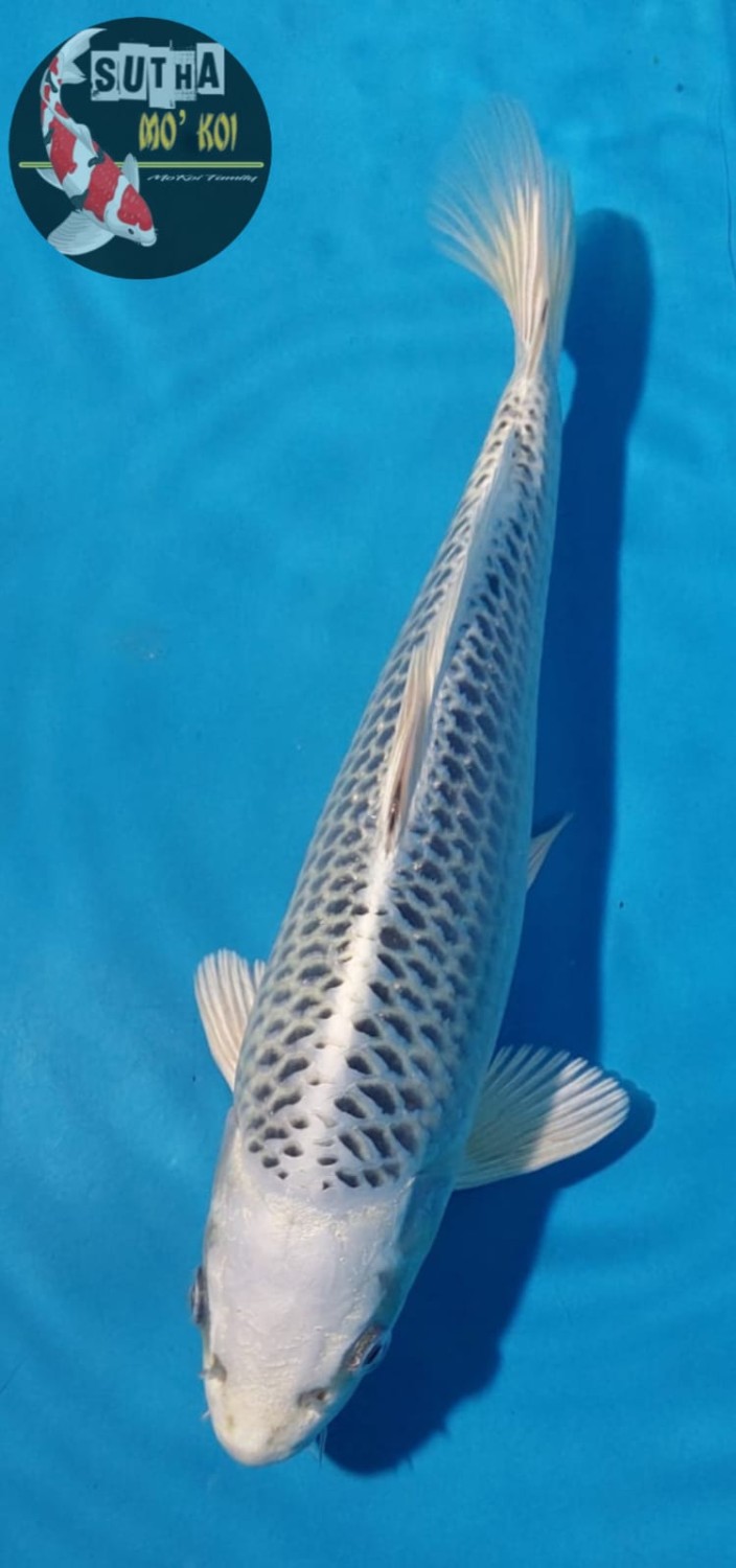 Juara 4