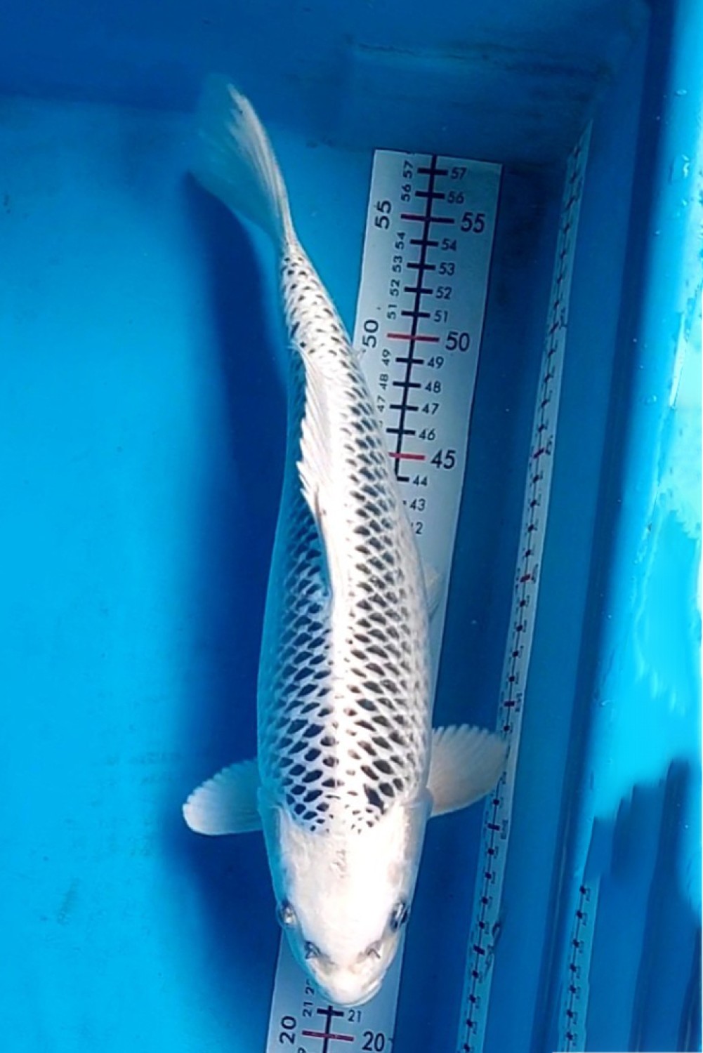 Juara 1