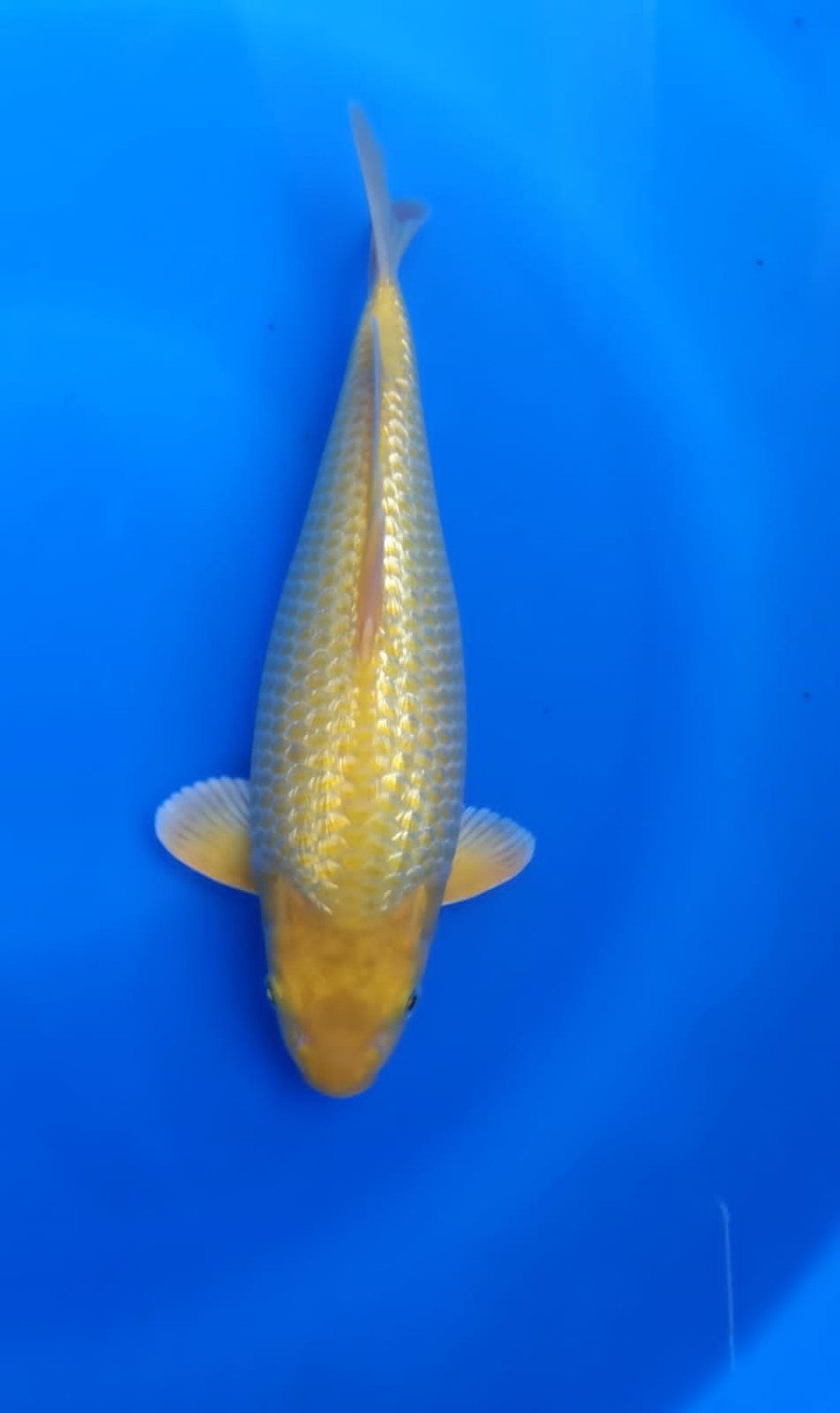 Juara 4