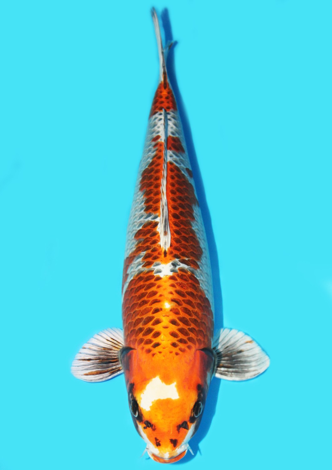 Juara 1