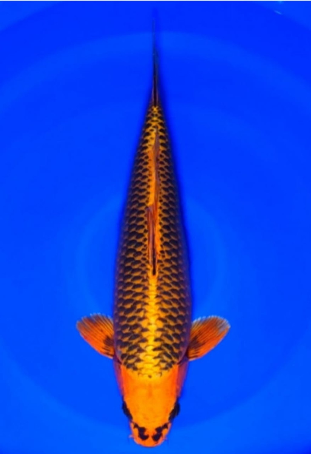 Juara 1