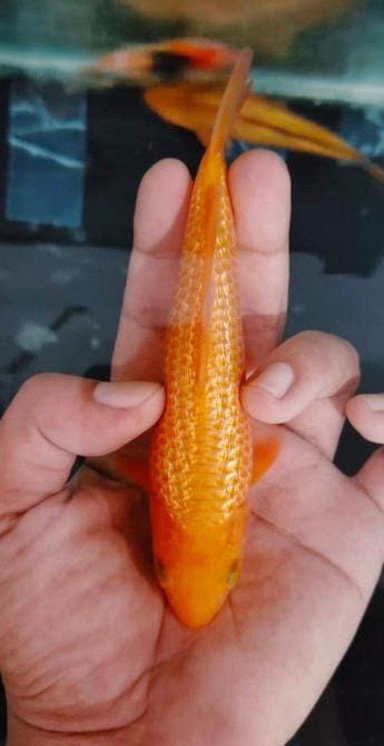 Juara 5