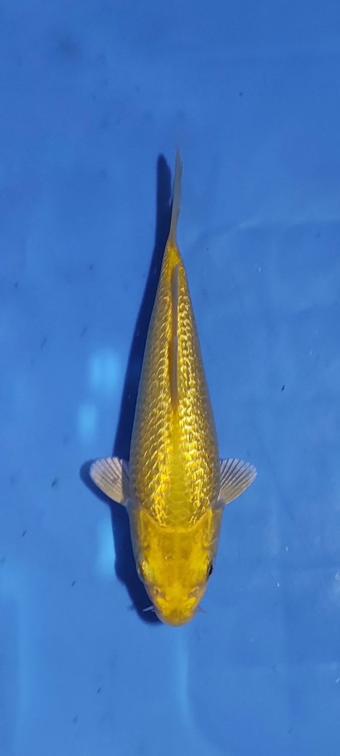 Juara 3
