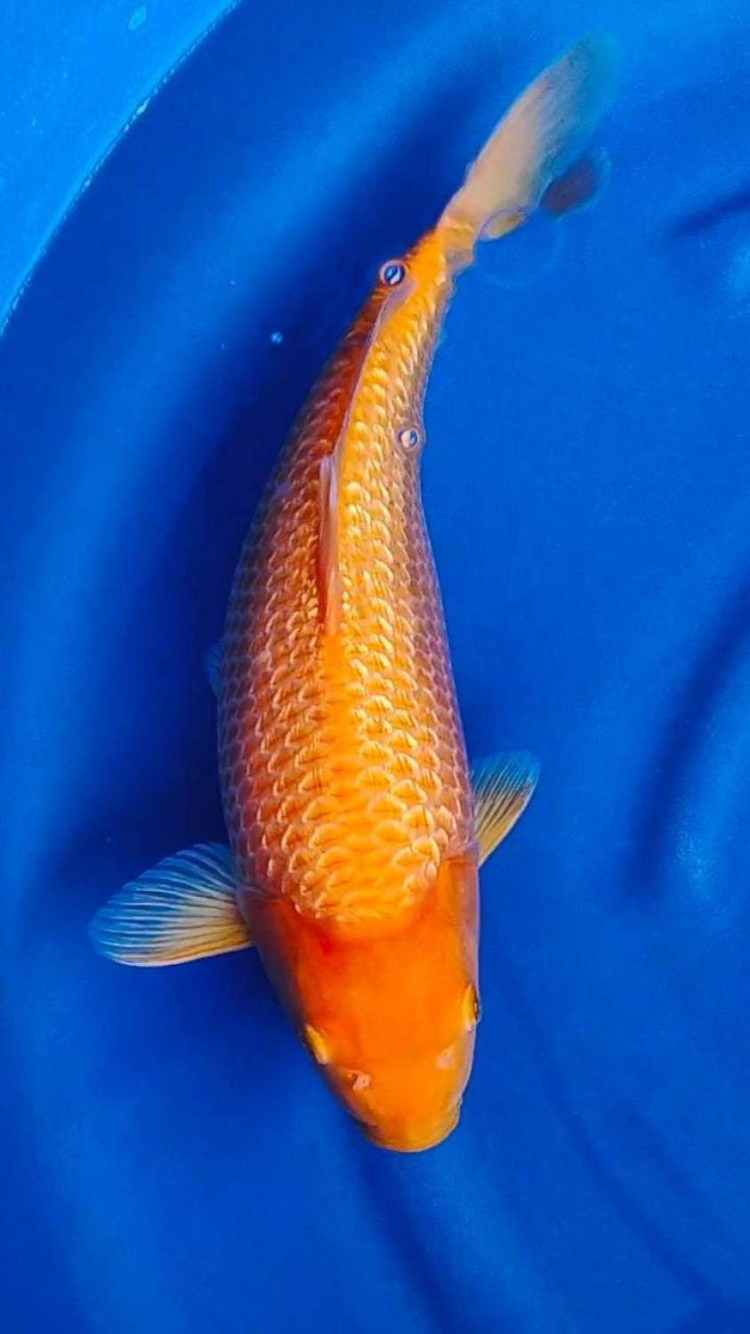 Juara 4