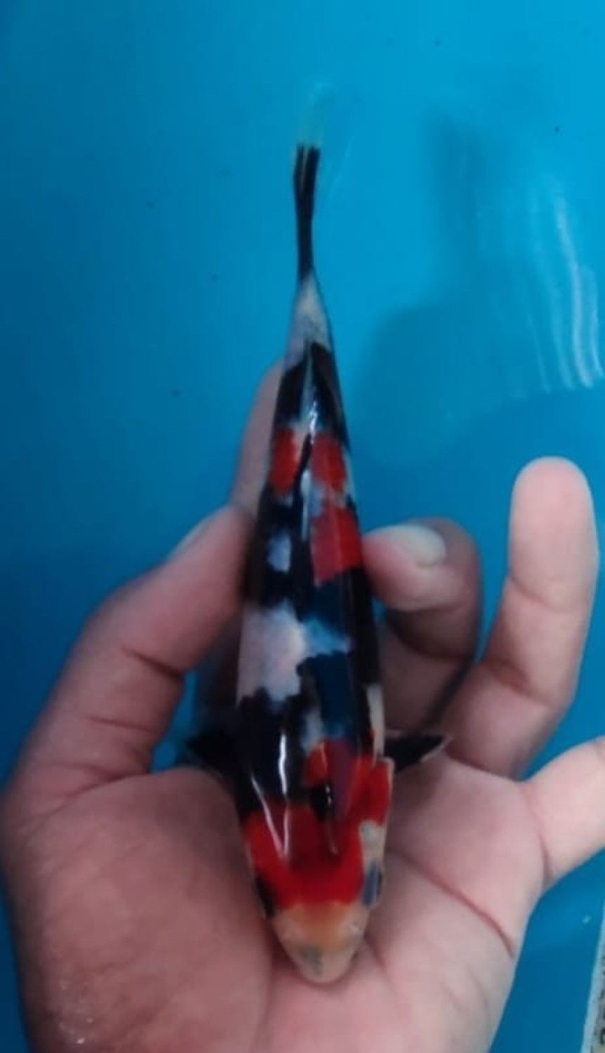 Juara 5