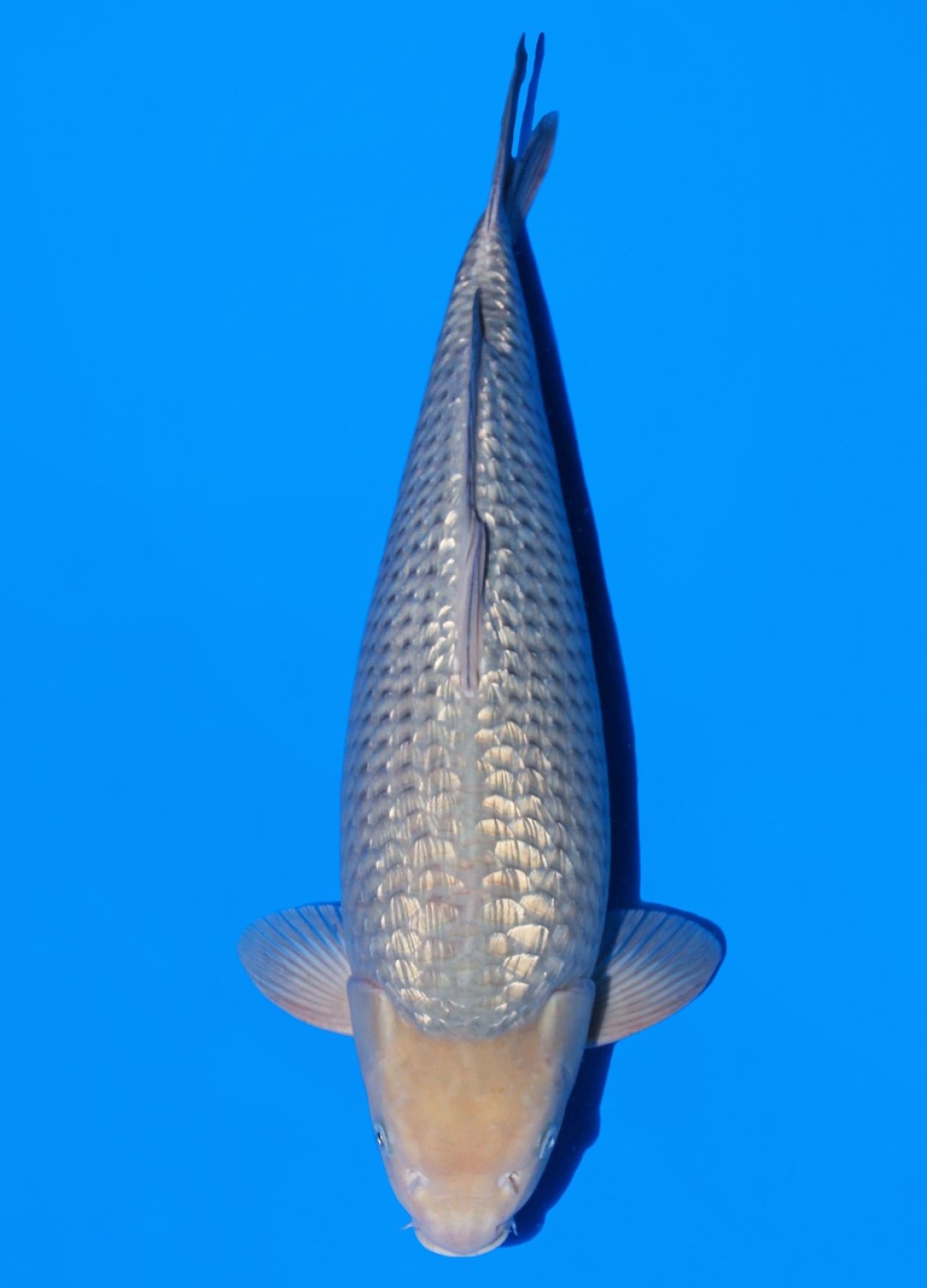 Juara 1