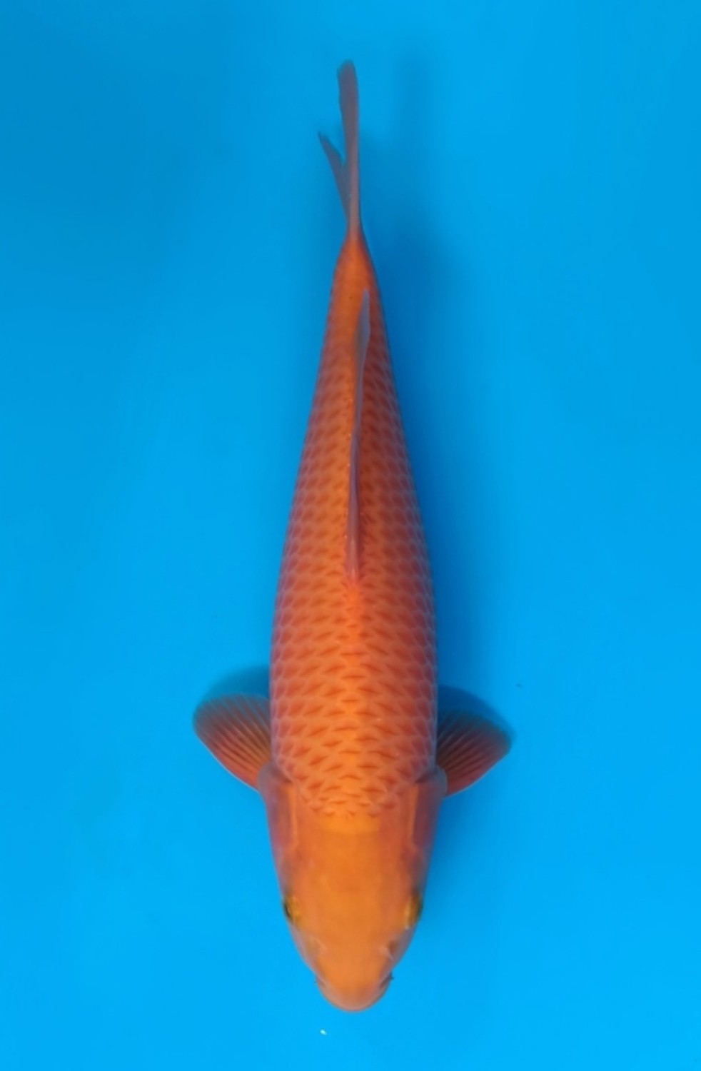 Juara 2