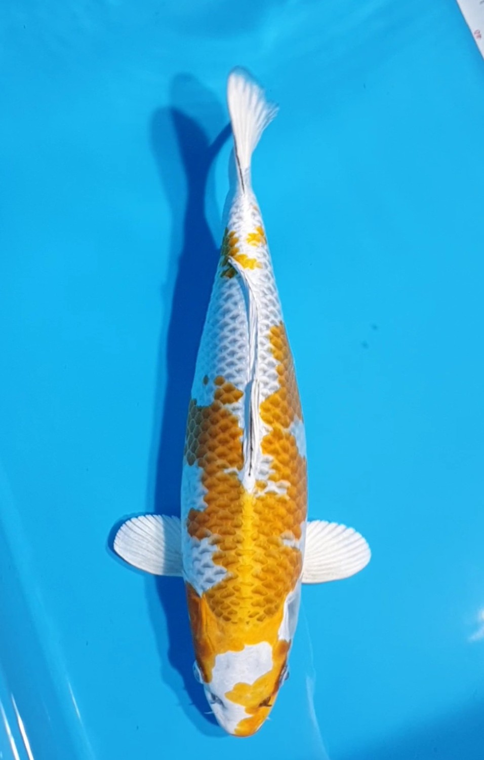 Juara 3