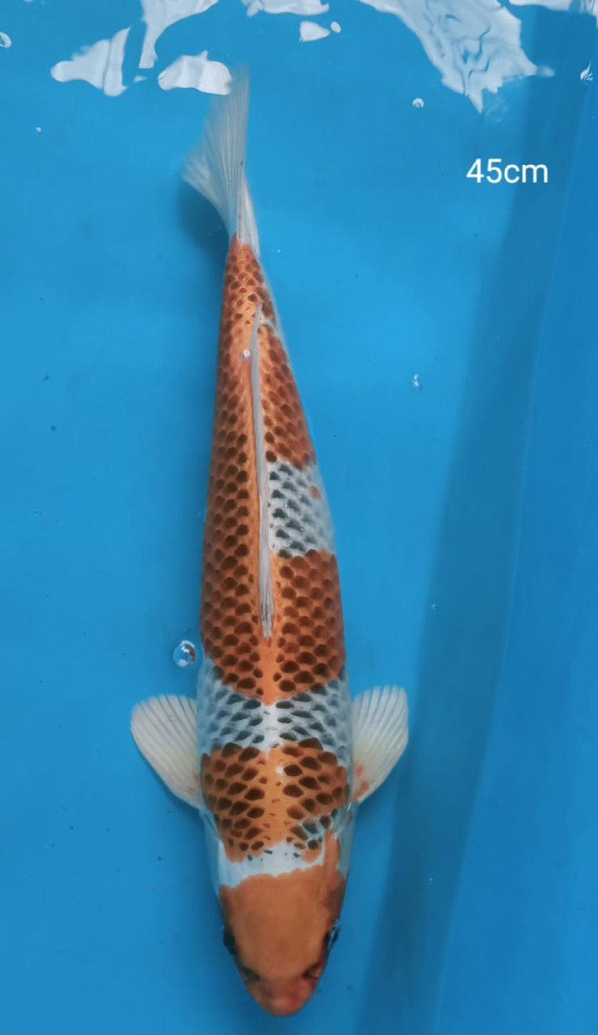 Juara 1