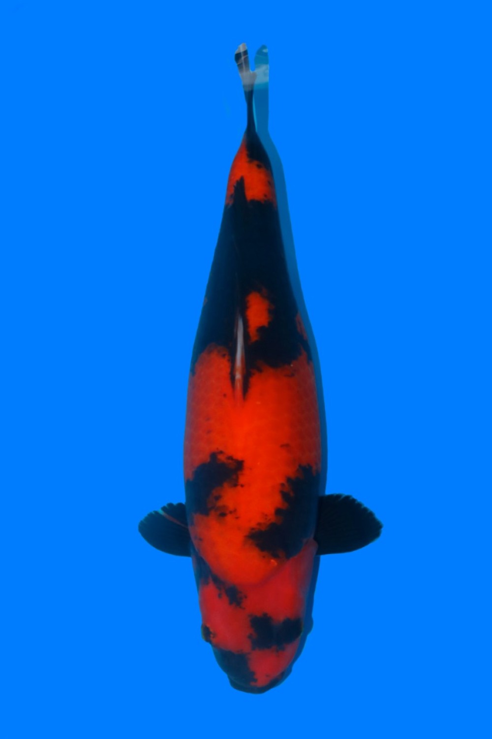 Best In Size D 51 - 55 cm