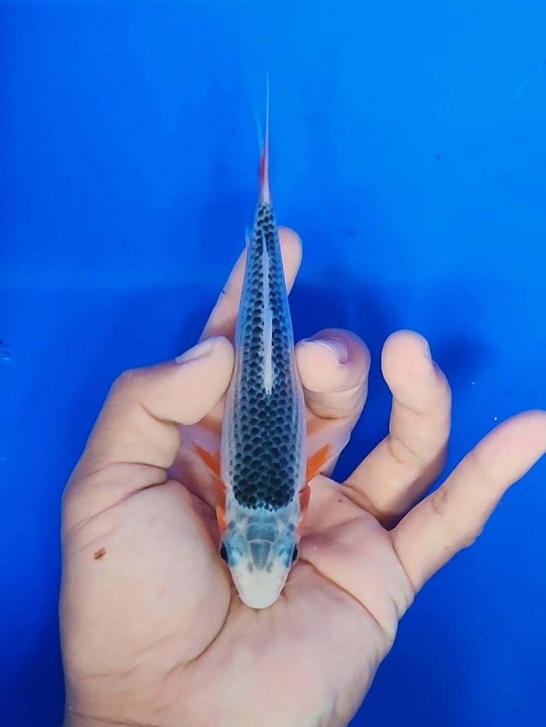 Juara 2