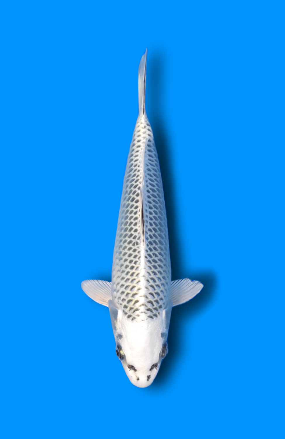 Juara 1