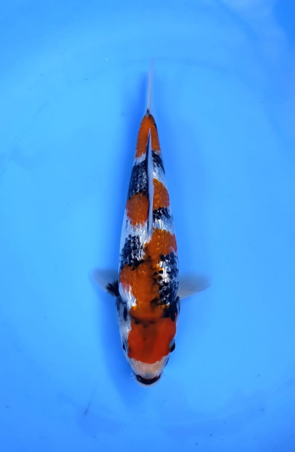 Juara 2