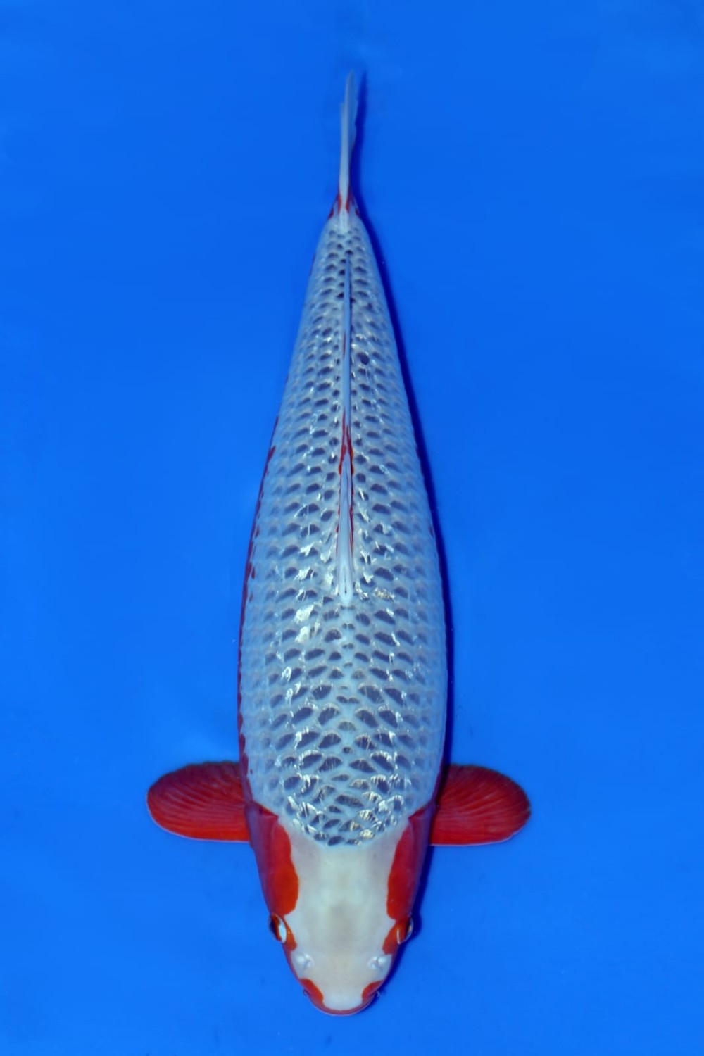 Juara 3