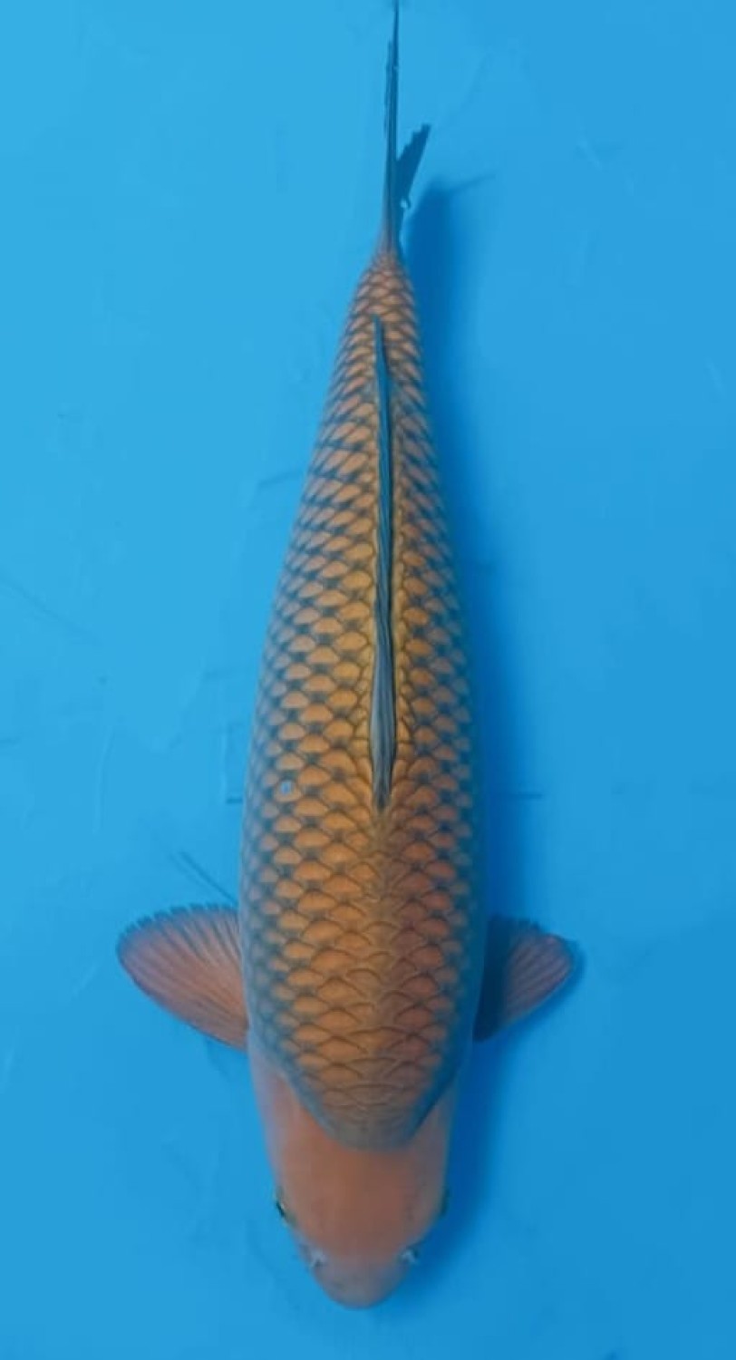 Juara 2