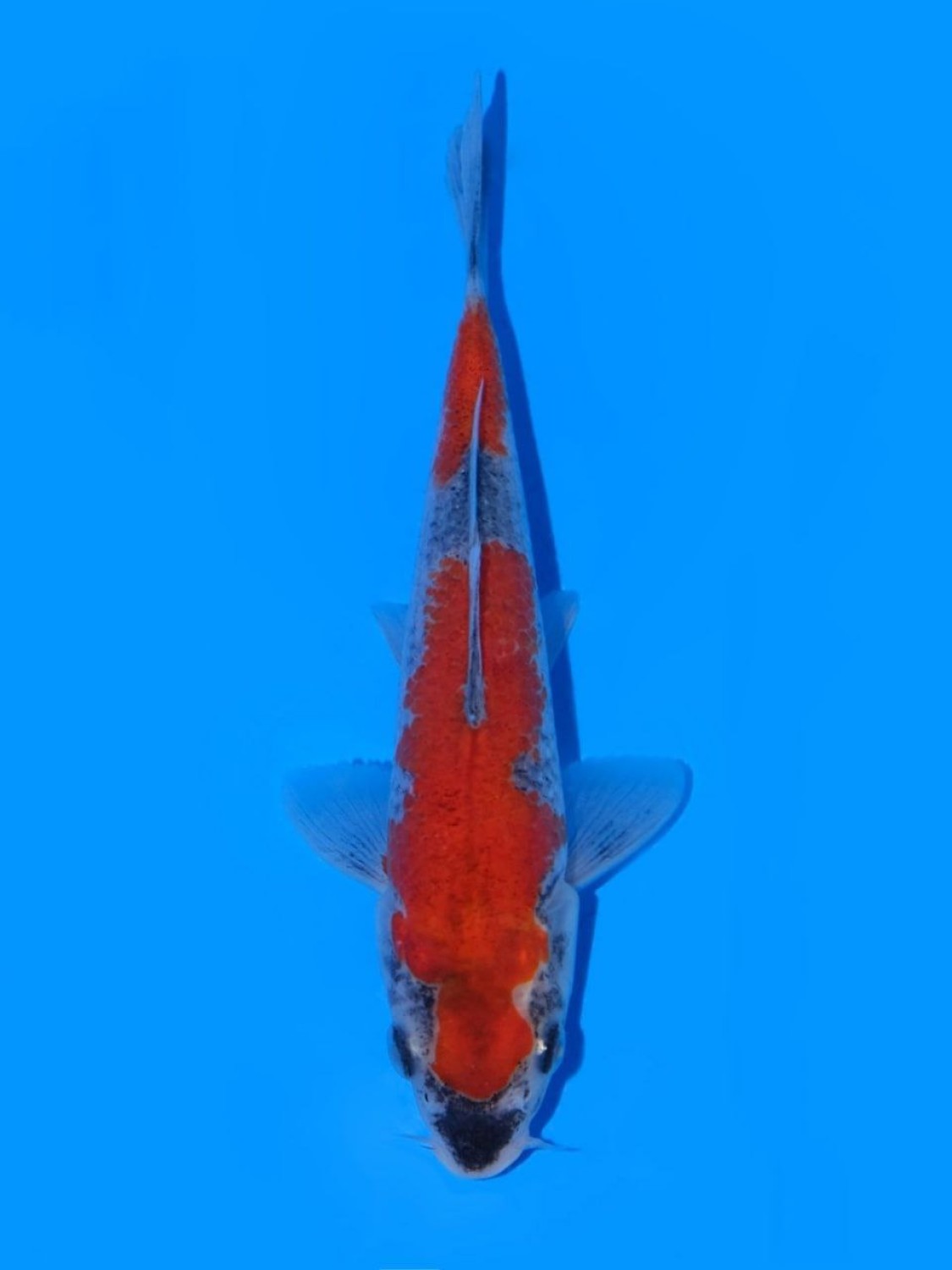 Juara 1