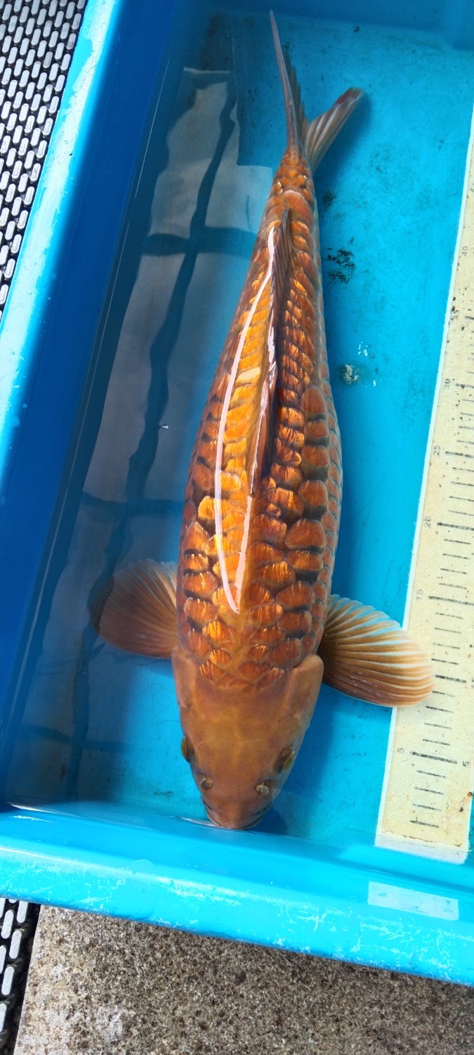 Juara 1