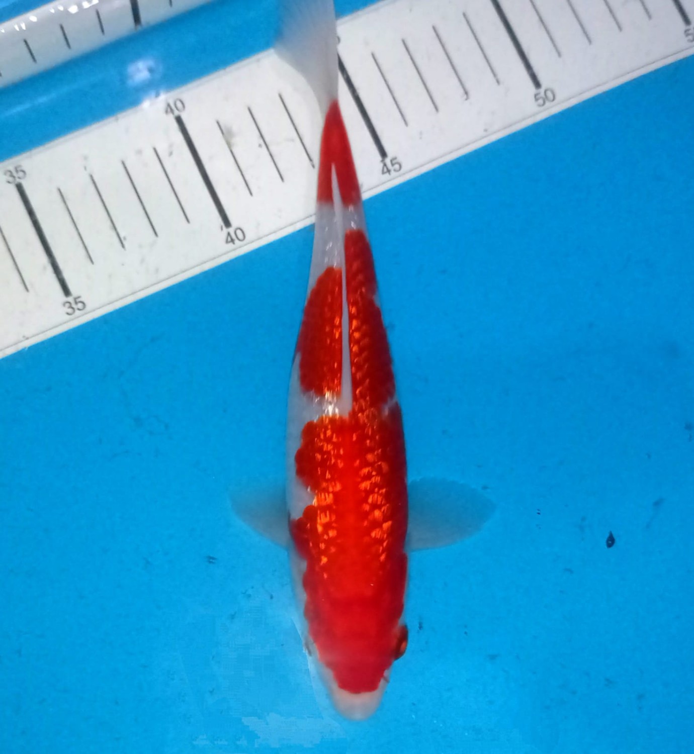 Juara 4