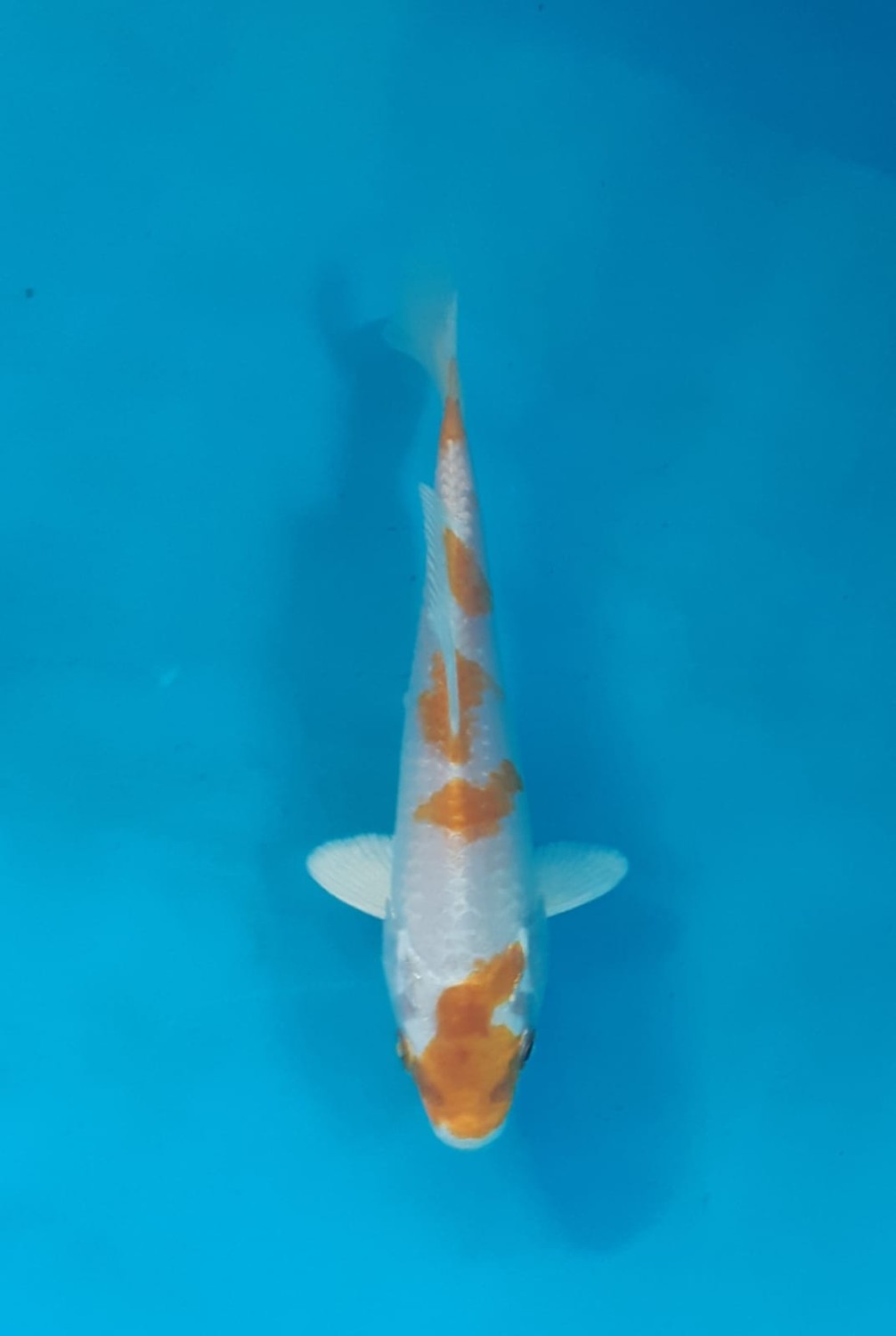 Juara 1