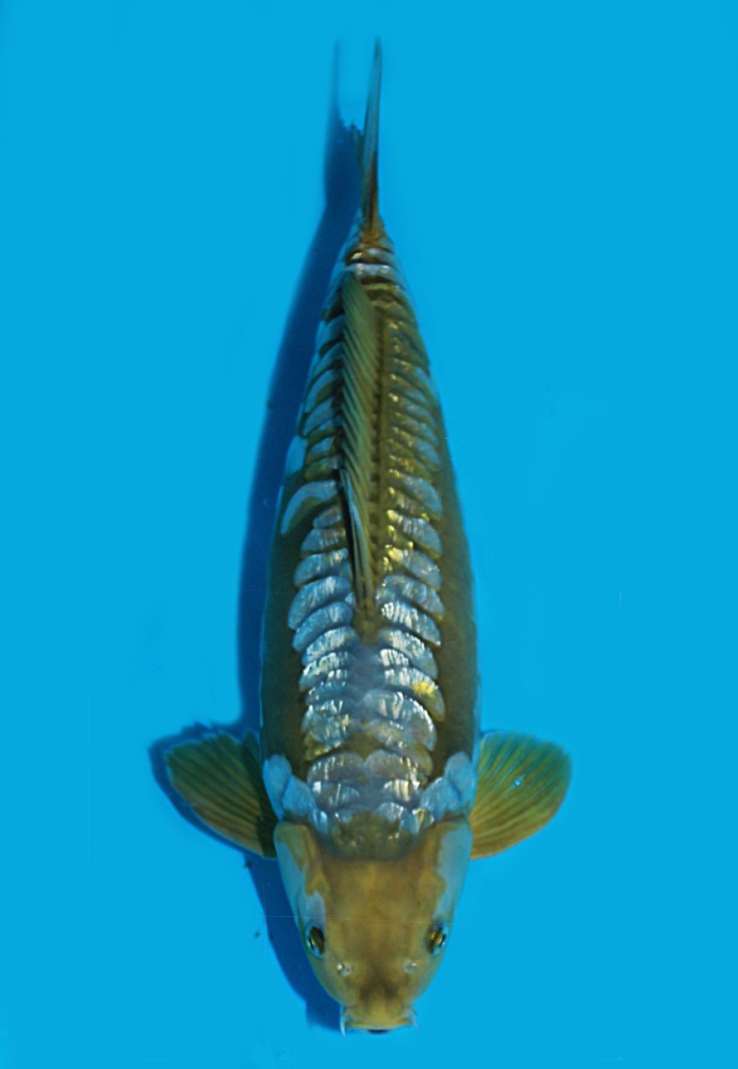 Juara 1